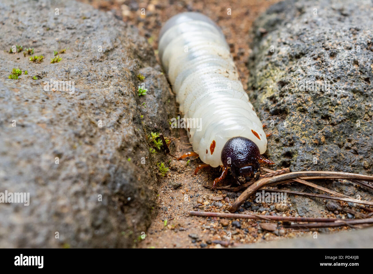 Kutitap Insect Minatitlan Stock Photos & Minatitlan Stock Images - Alamy
