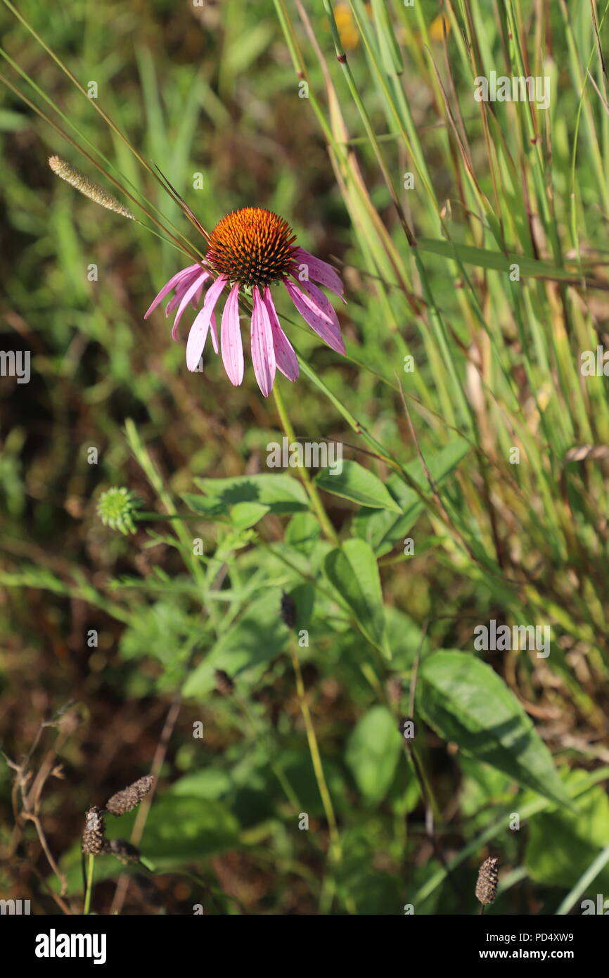 Purple Flowers in the Fields of Summer Stock Photo - Alamy
