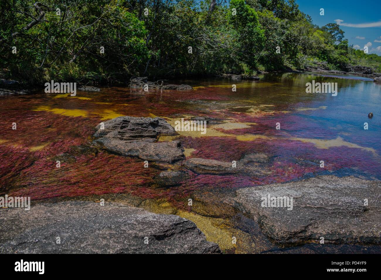 One of most beatiful rivers in the world. Caño Cristales, Colombia. Stock Photo