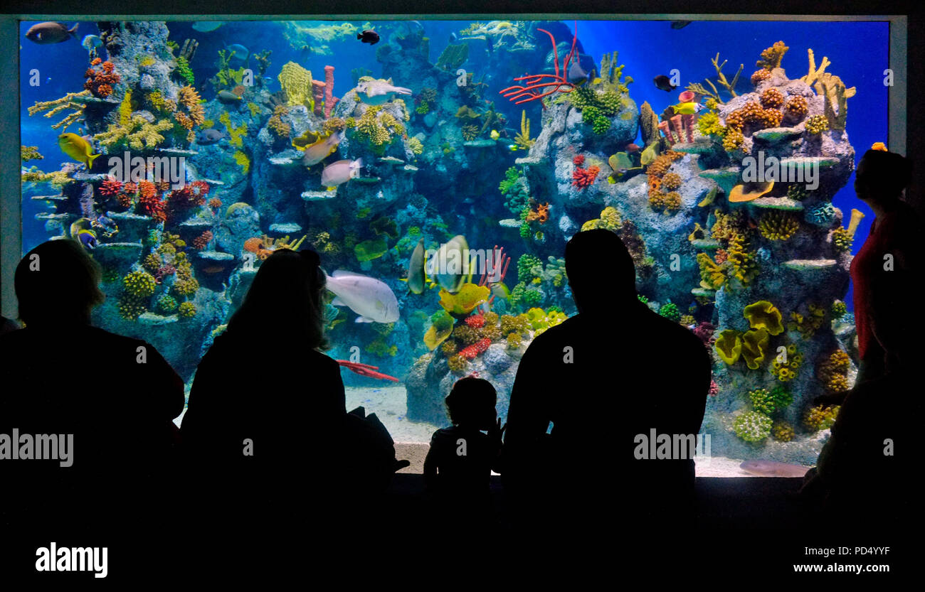 Bristol Aquarium, Bristol, UK Stock Photo Alamy