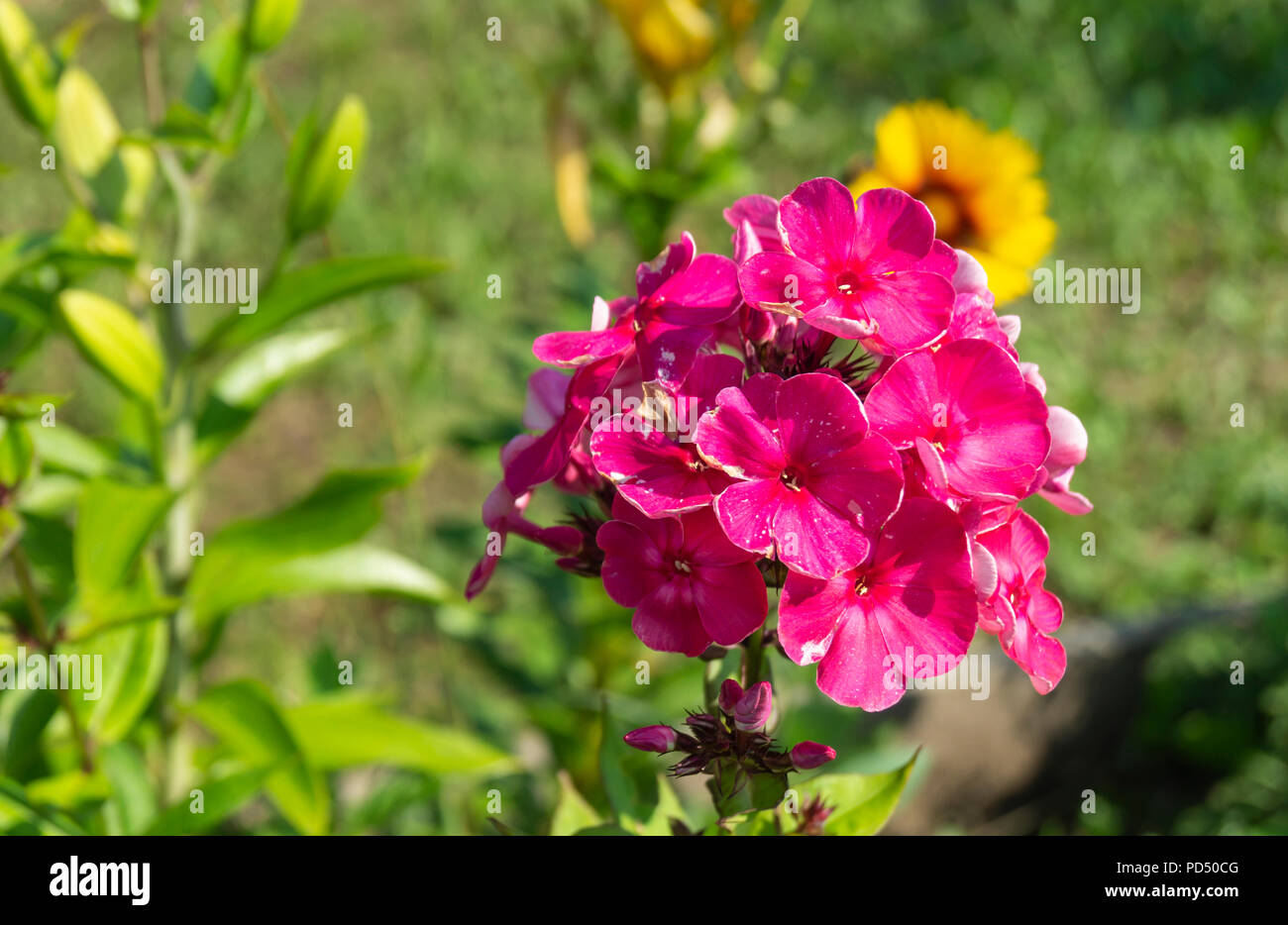 Beautiful flower phloxes in garden on background green sheet at solar day Stock Photo