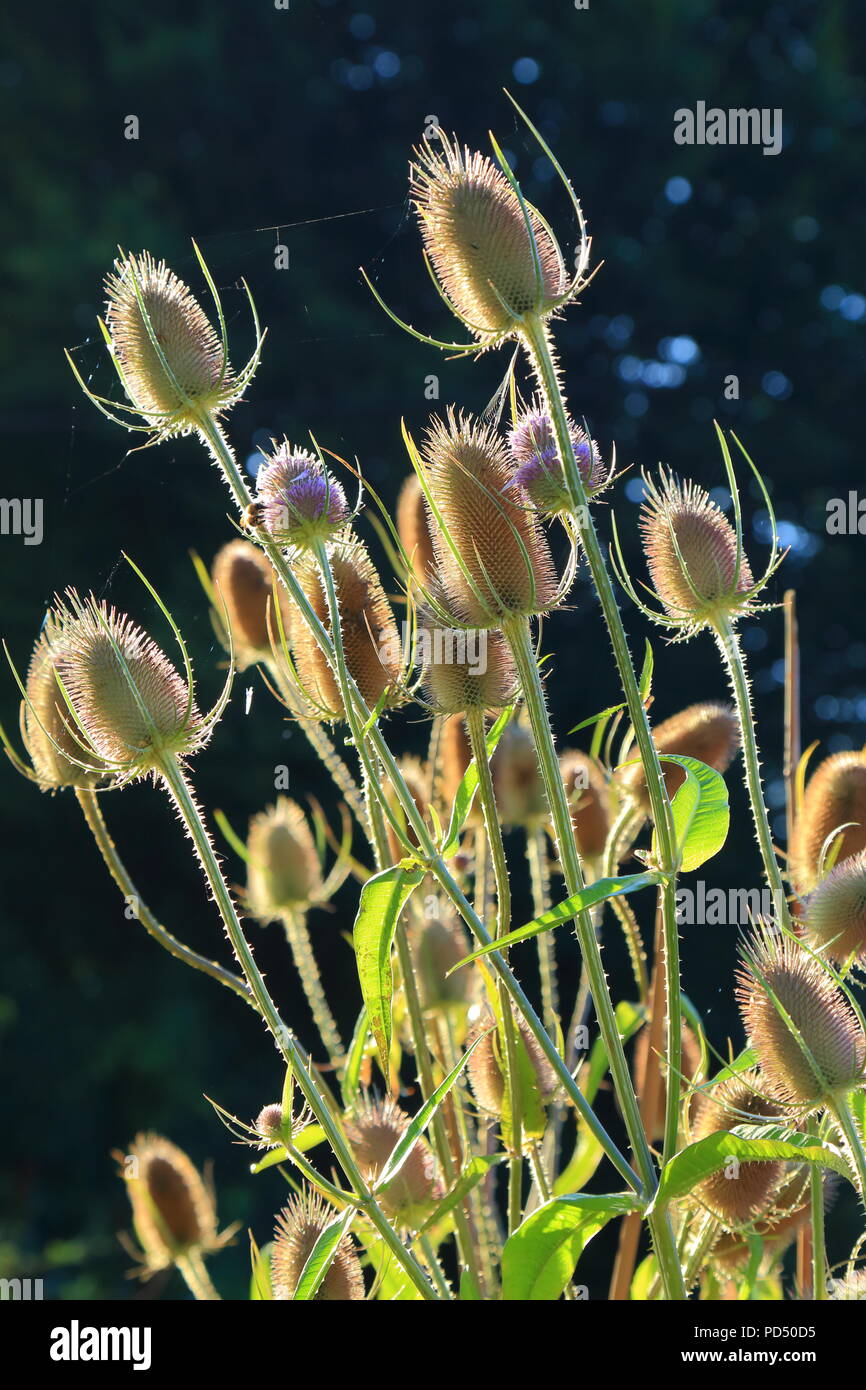 Flowering heads of Dipsacus fullonum commonly known as wild teasel or fuller's teasel Stock Photo