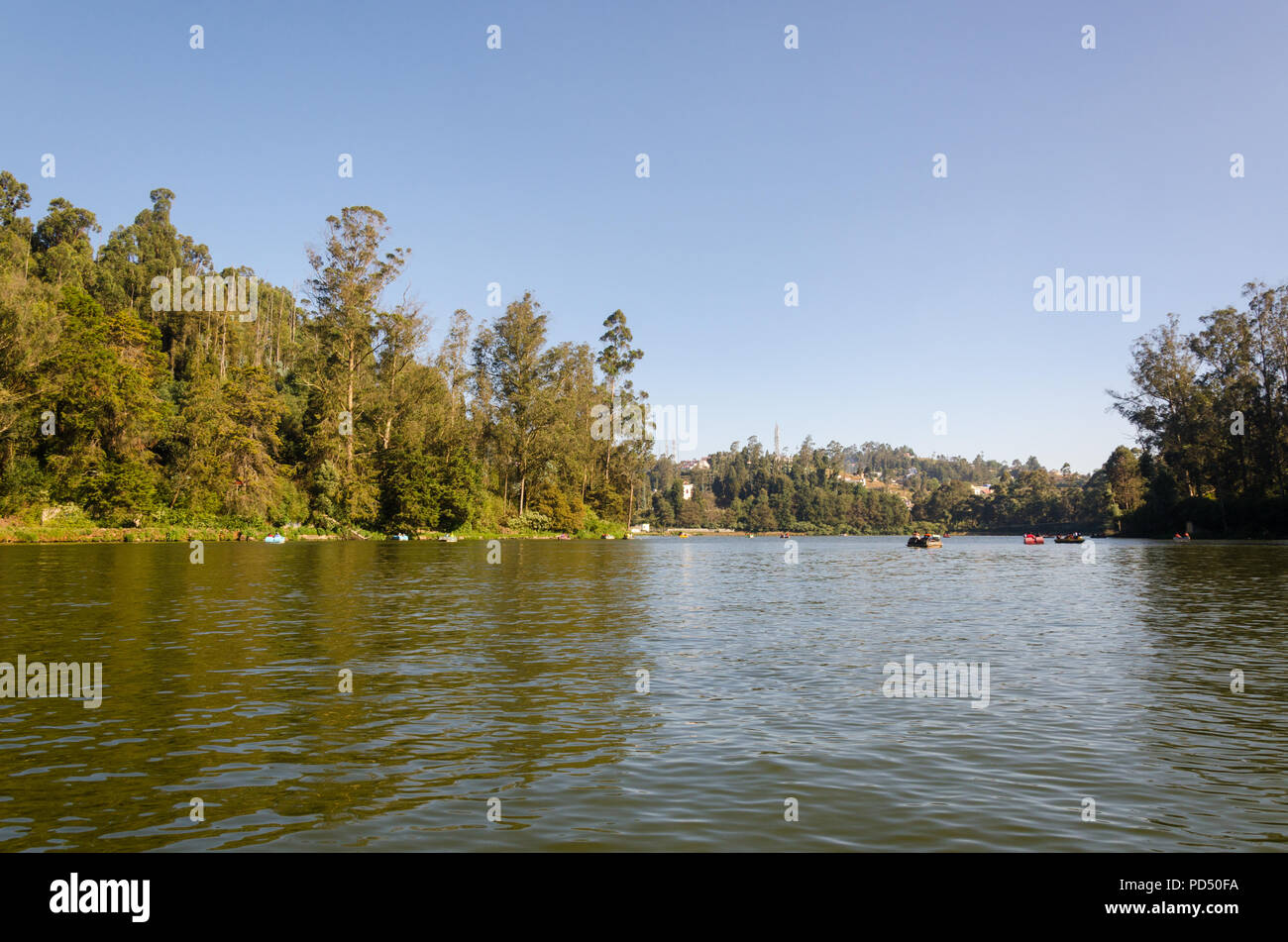 Boating at Ooty Lake with a view of groves of Eucalyptus trees along the shore in Tamil Nadu, India Stock Photo