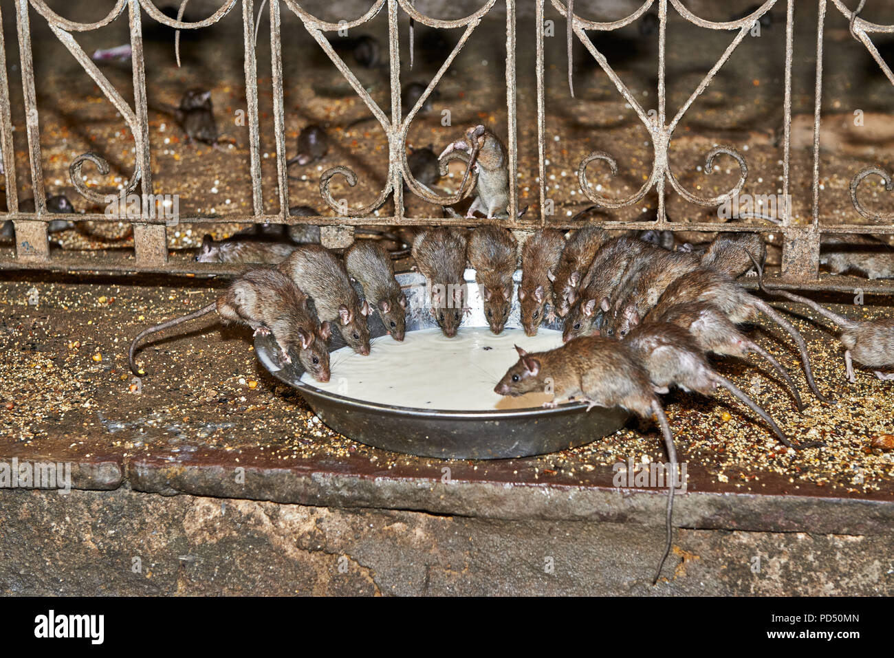 Rats feeding on a bowl with milk in Temple of Rats, Karni Mata Temple, Deshnoke, Rajasthan, India Stock Photo