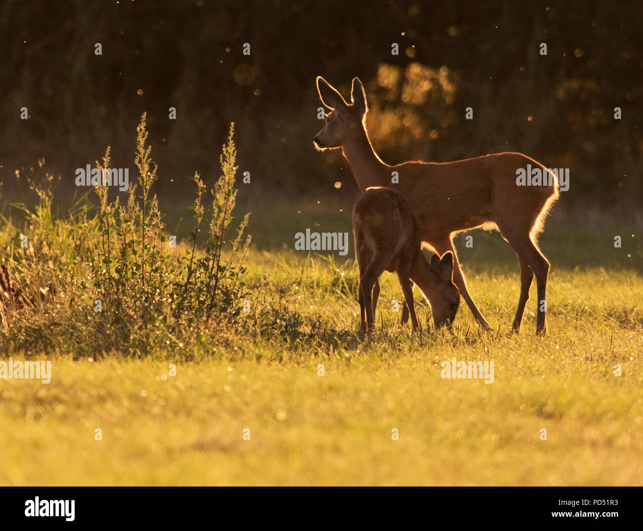 Landscape format of roe deer hi-res stock photography and images - Alamy