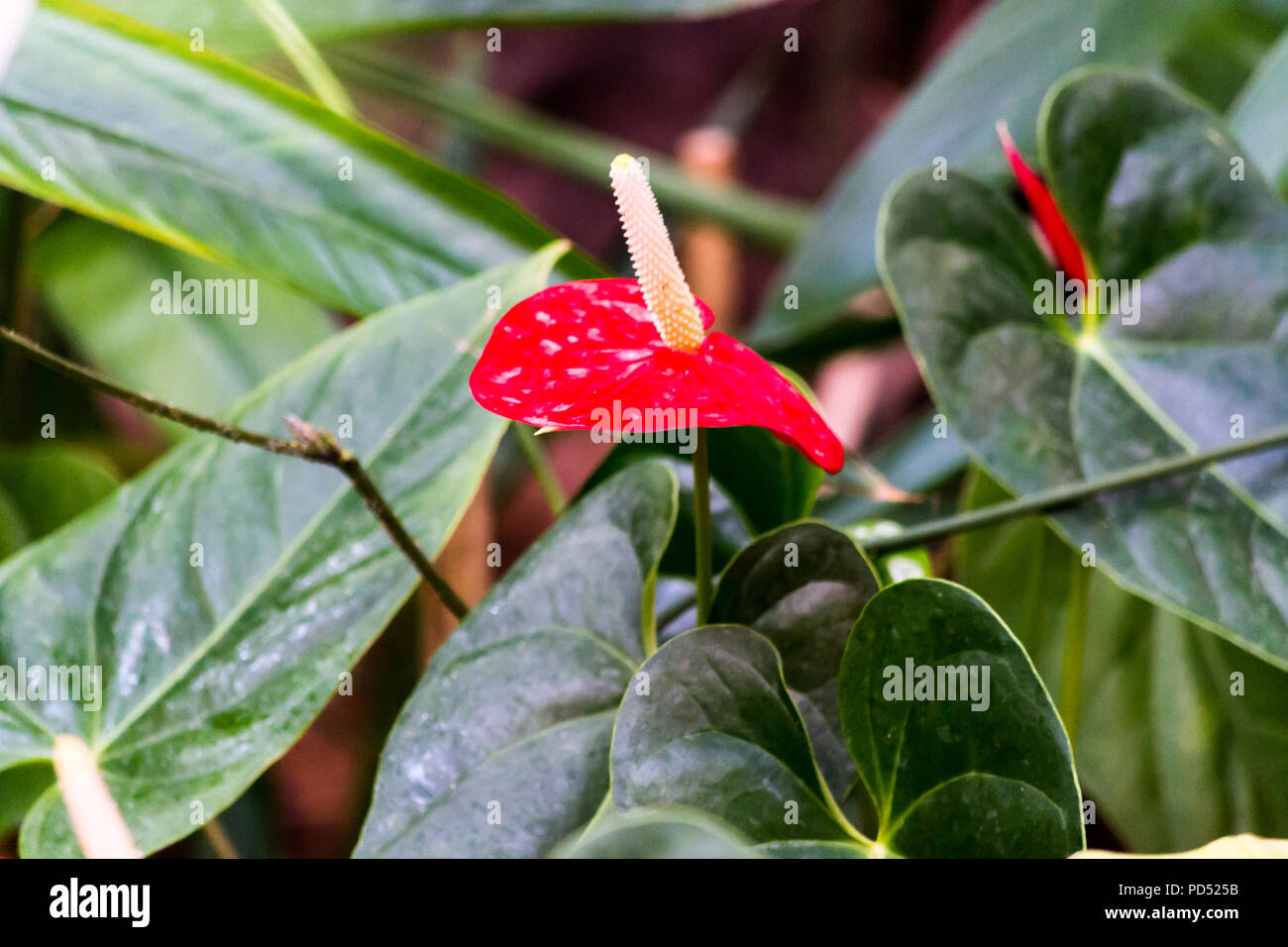 A natural background for further graphic designs Stock Photo - Alamy
