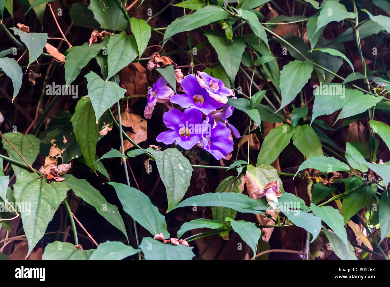A natural background for further graphic designs Stock Photo - Alamy
