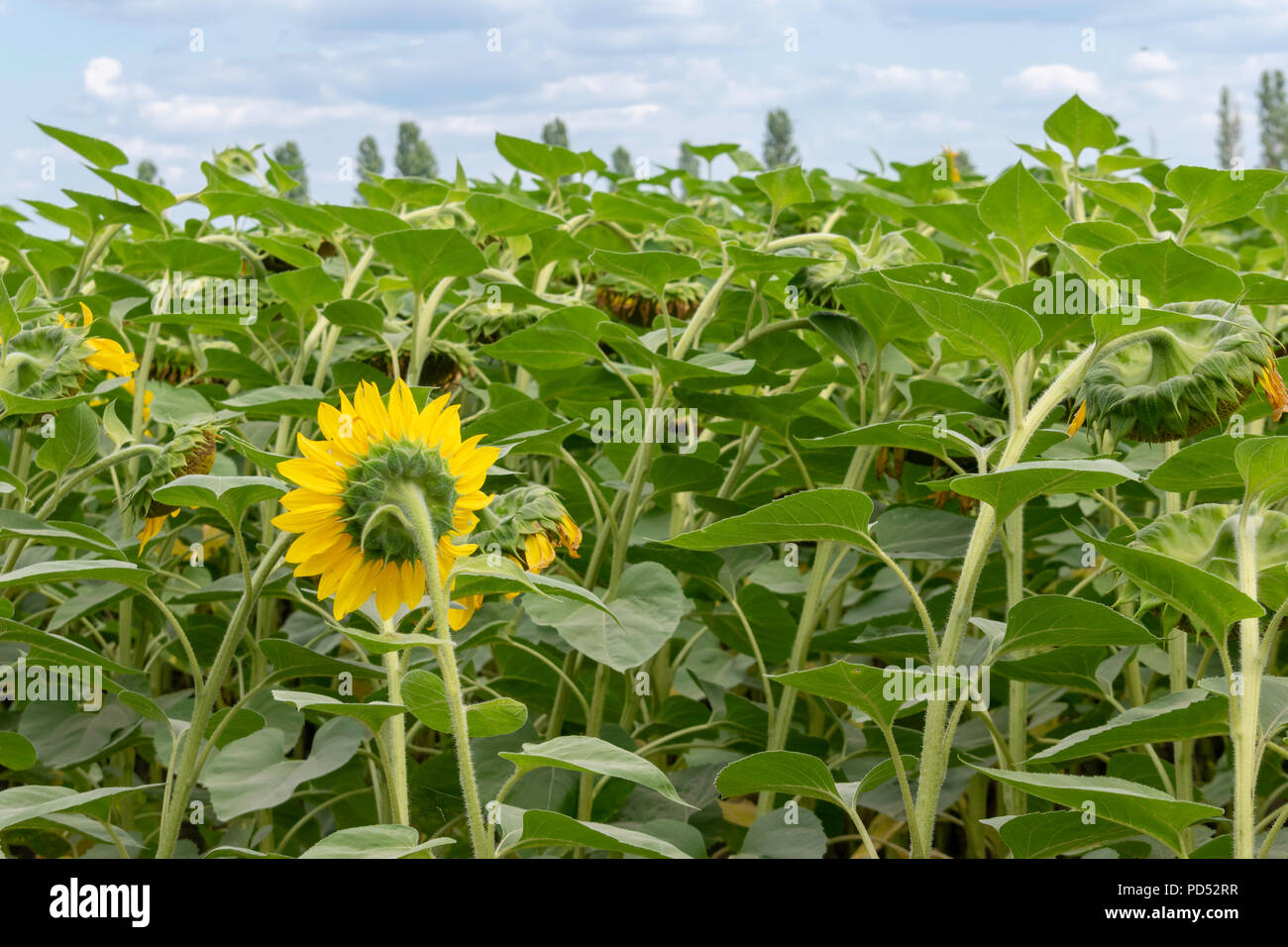 Sunflowers growing on the field on a cloudy summer day Stock Photo - Alamy