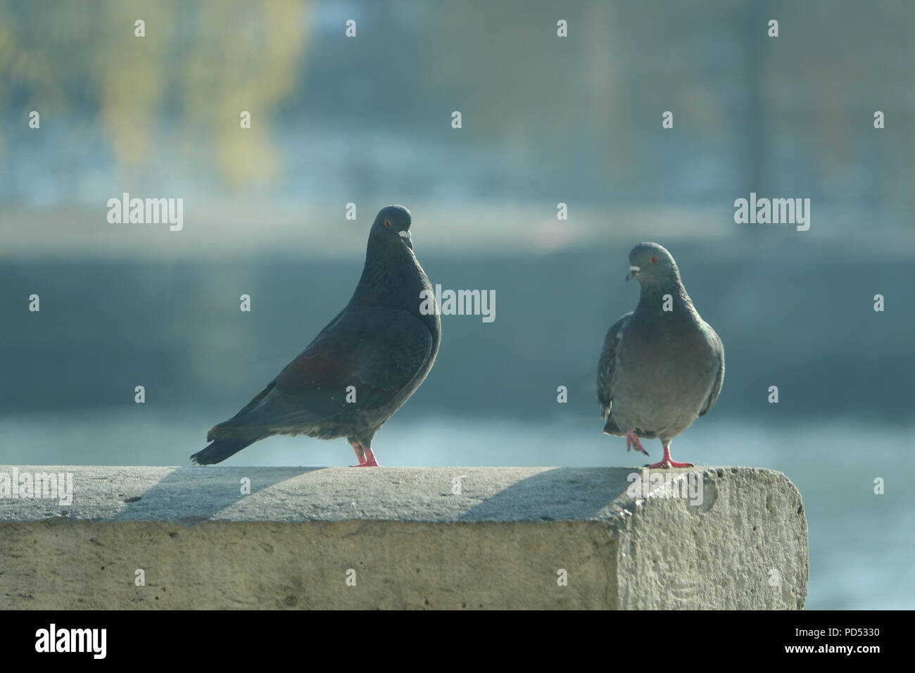 A couple of rock pigeons perched on a sidewalk wall in a street in Paris, France Stock Photo