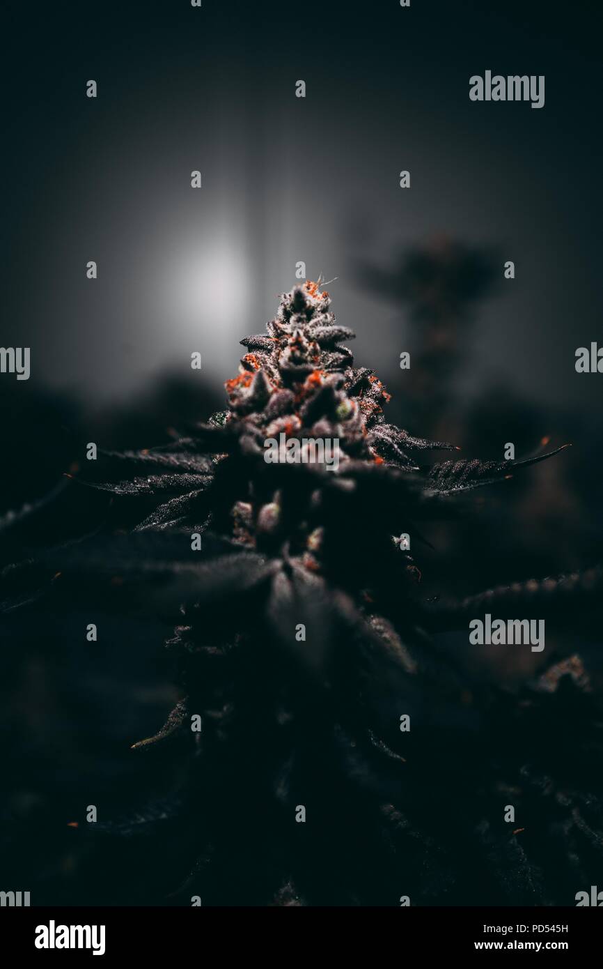 Cannabis, also known as marijuana among other names, is a psychoactive