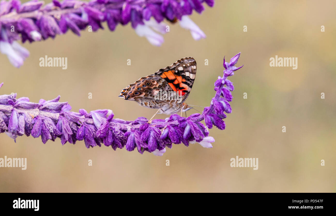 Painted Lady Butterfly, Vanessa cardui, in the town of Fort Davis, rural historic town in southwest Texas. Stock Photo