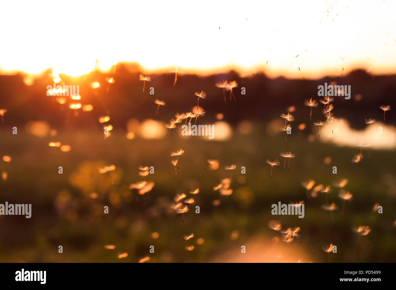 beautiful light seeds of a dandelion flower circling in the air on the background of the sunset sky on a summer meadow Stock Photo