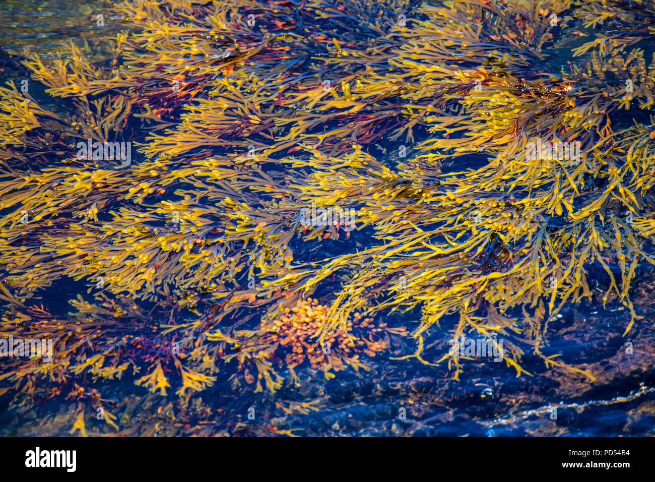 Brightly coloured seaweed in Enynhallow Sound, Orkney Stock Photo