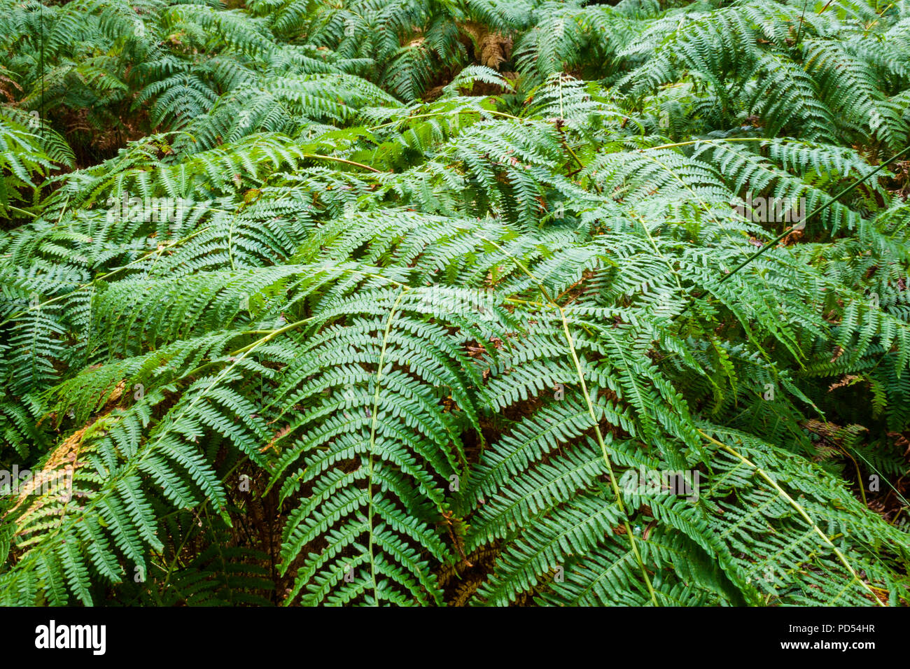 Ferns in Sheffery Woods in County Mayo, Ireland Stock Photo