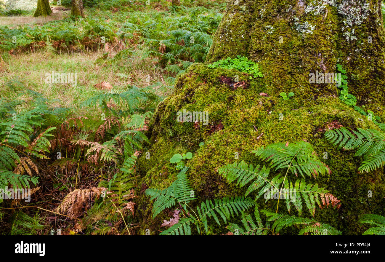 Ferns and four-leaf clover in Sheffery Woods in County Mayo, Ireland Stock Photo