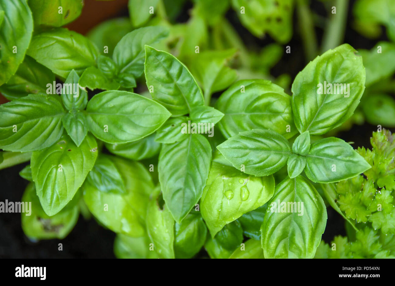 Basil hires stock photography and images Alamy