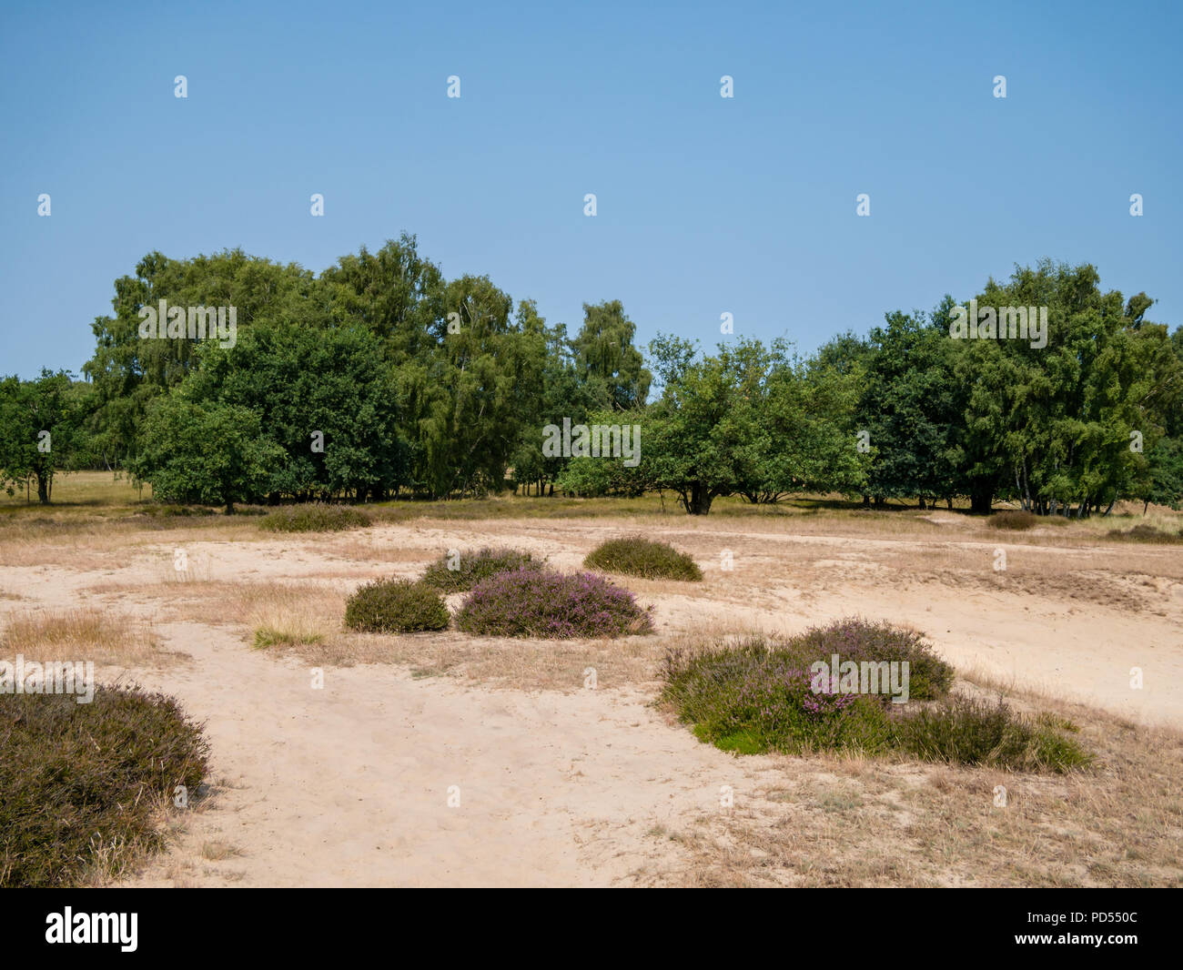 View at common heather and sand dunes in nature reserve Boberg in Hamburg, Germany at day. Stock Photo