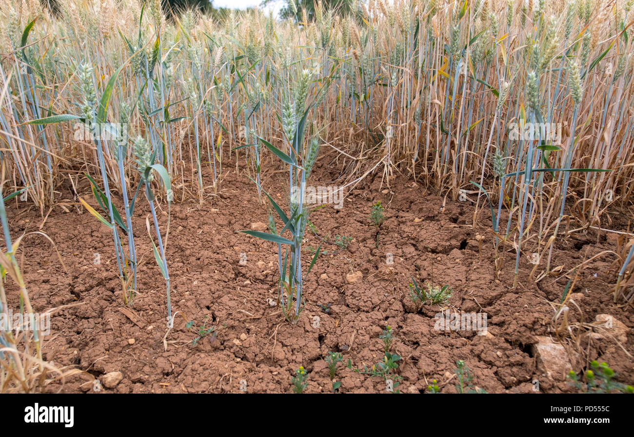 Barley growing on ground suffering from drought, with cracks in the soil, Cotswolds, UK. Stock Photo