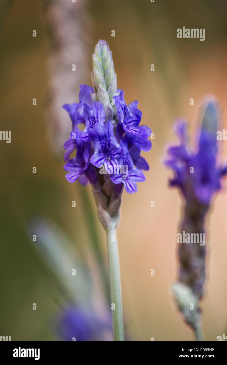 Fern leaf lavender (lavandula multifida) flower Stock Photo Alamy