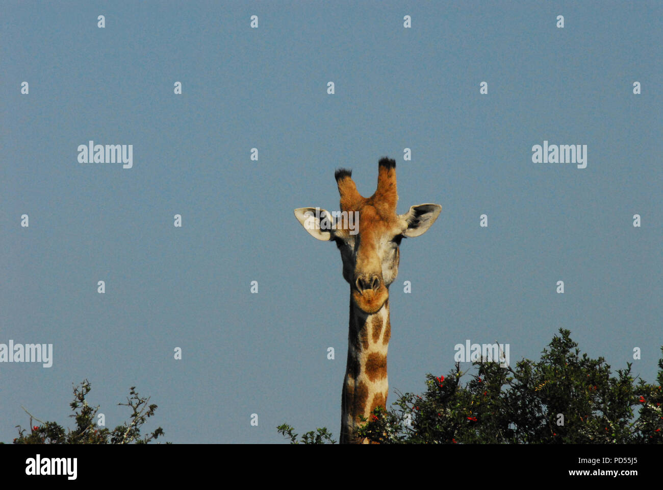 Close up of a beautiful Giraffe looking over a thorn bush.  Photographed while on safari in South Africa. Stock Photo