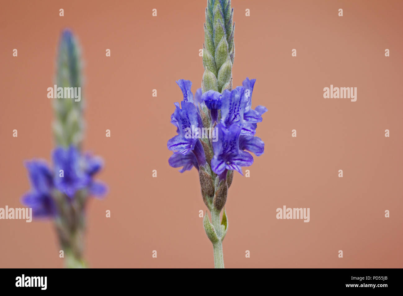 Fern leaf lavender (lavandula multifida) flower Stock Photo