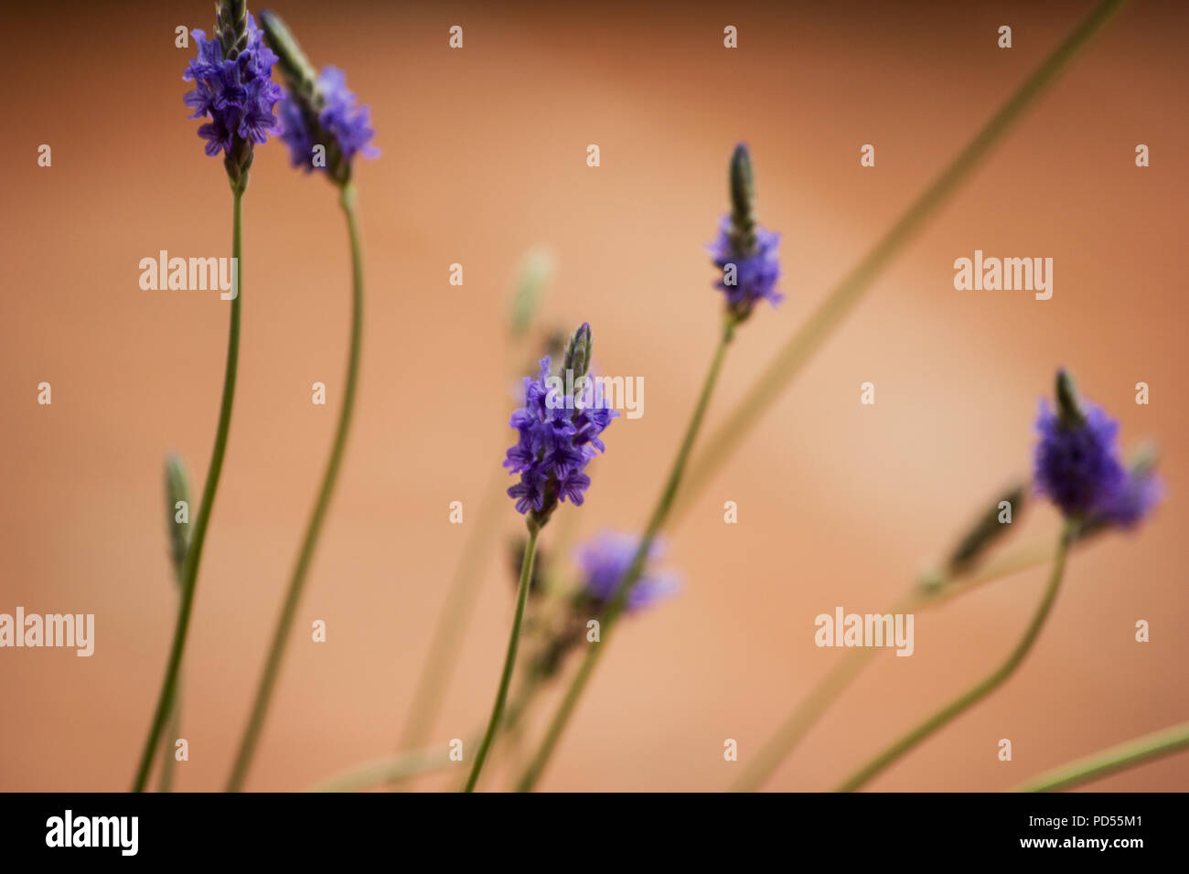Fernleaf lavender (lavandula multifida) flower Stock Photo