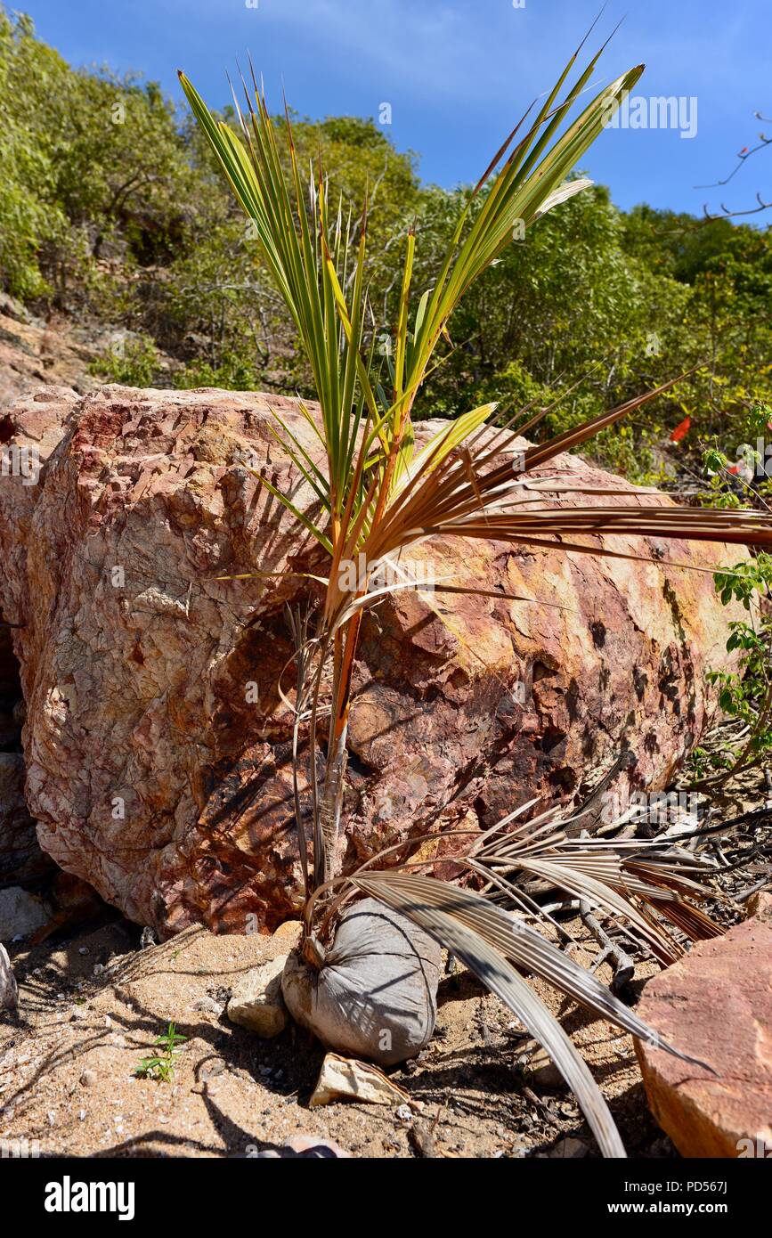 A Coconut palm seedling growing from a coconut on a deserted tropical