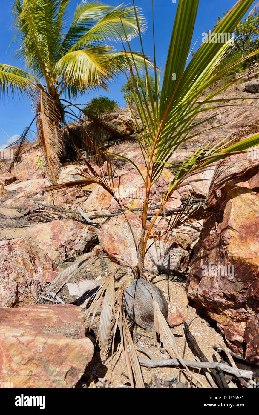 A Coconut palm seedling growing from a coconut on a deserted tropical