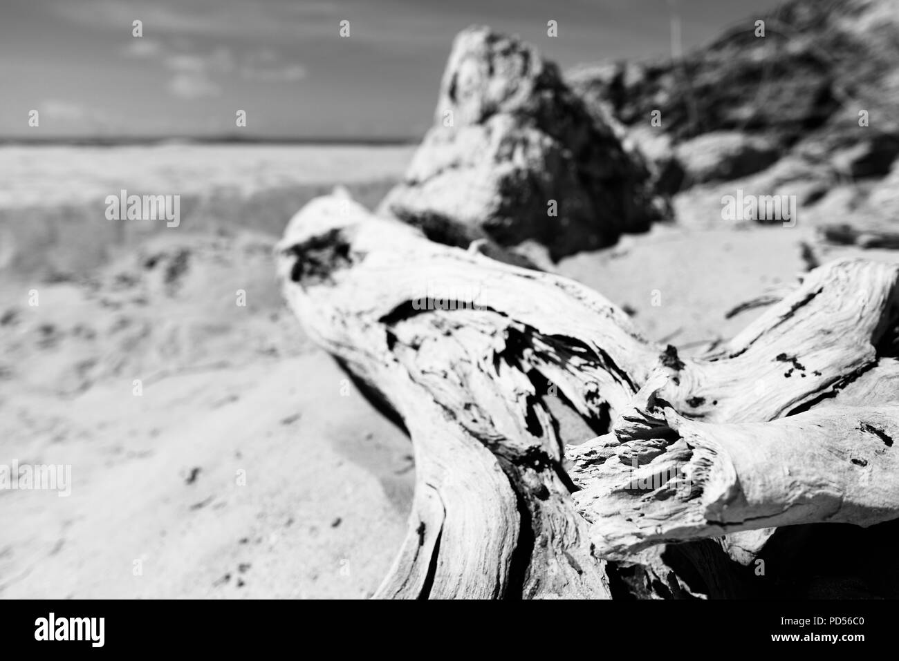 Dead trees on a beach a sign of things to come with global warming, Toomulla QLD, Australia Stock Photo