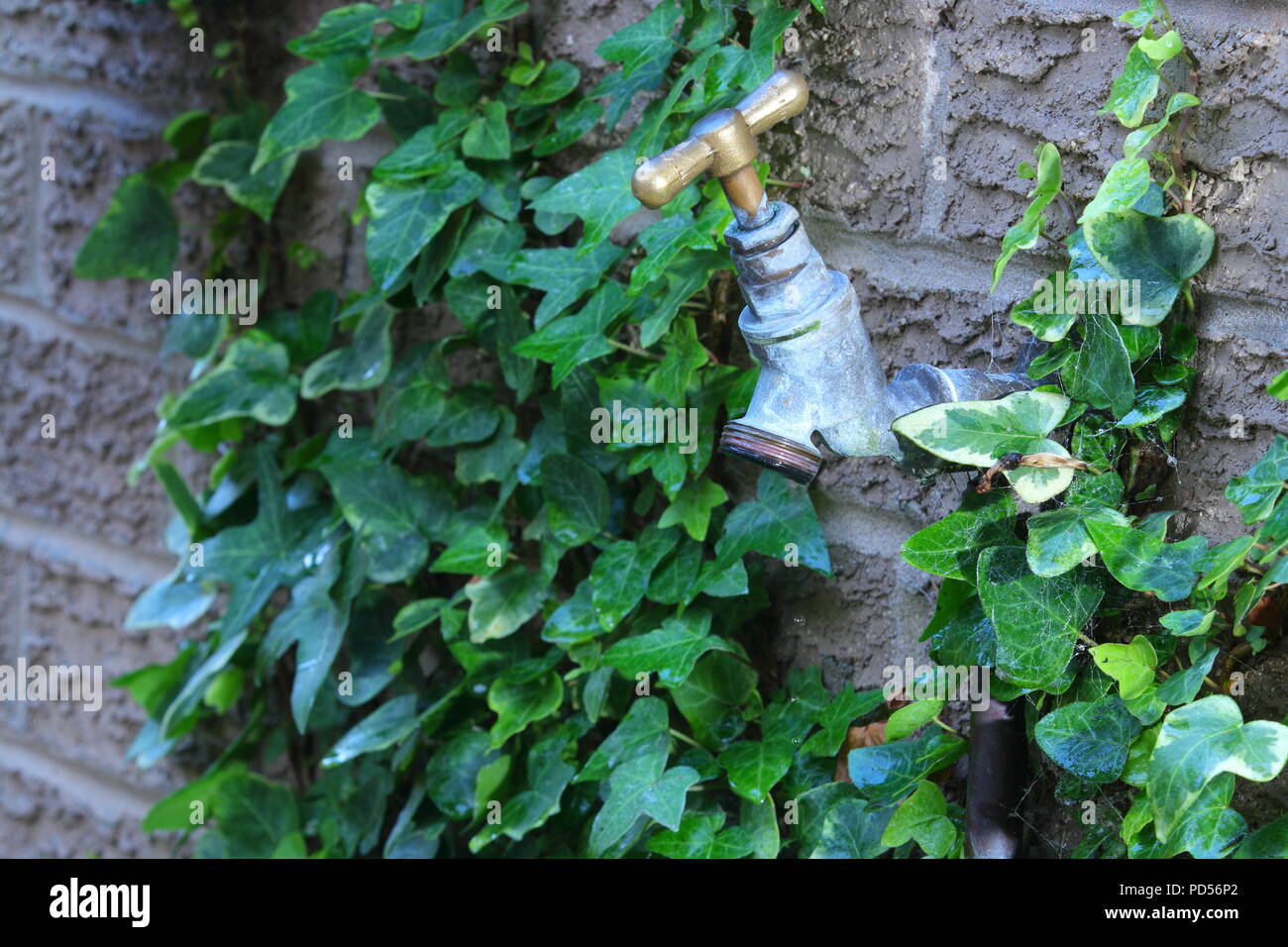 An outdoor garden tap run dry Stock Photo