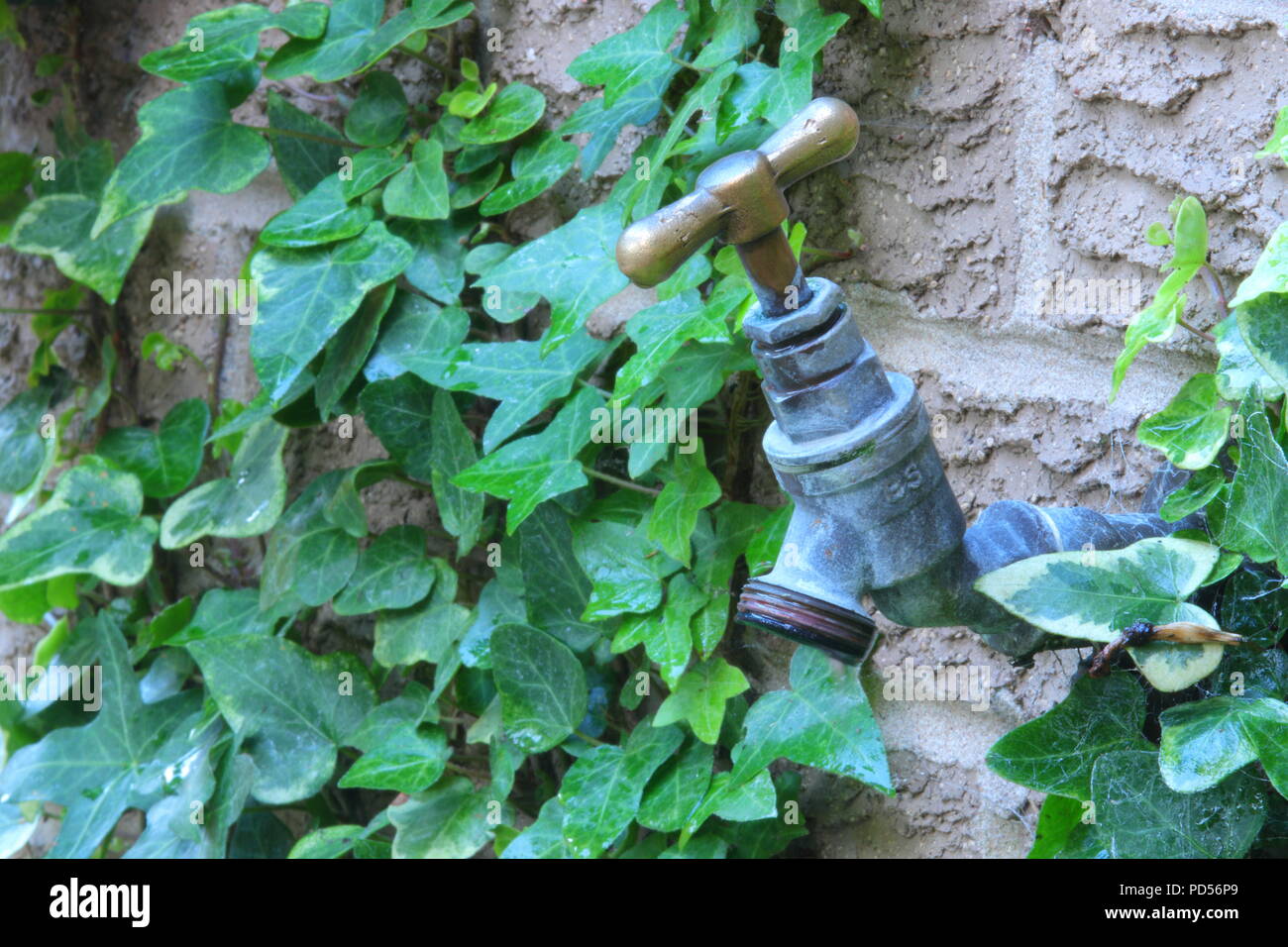 An outdoor garden tap run dry Stock Photo