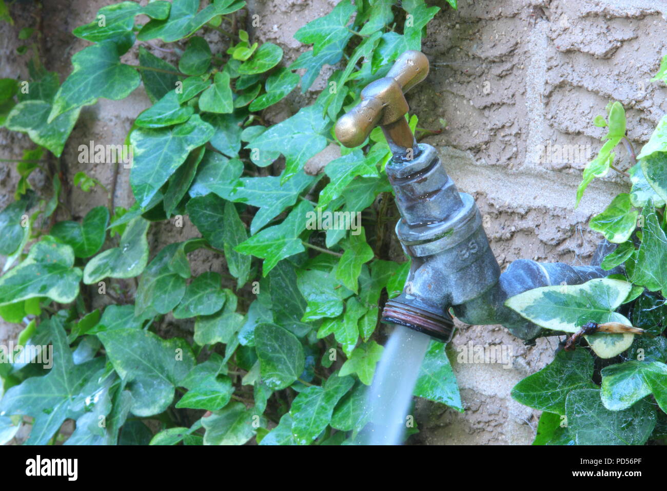 A running an outdoor garden tap Stock Photo