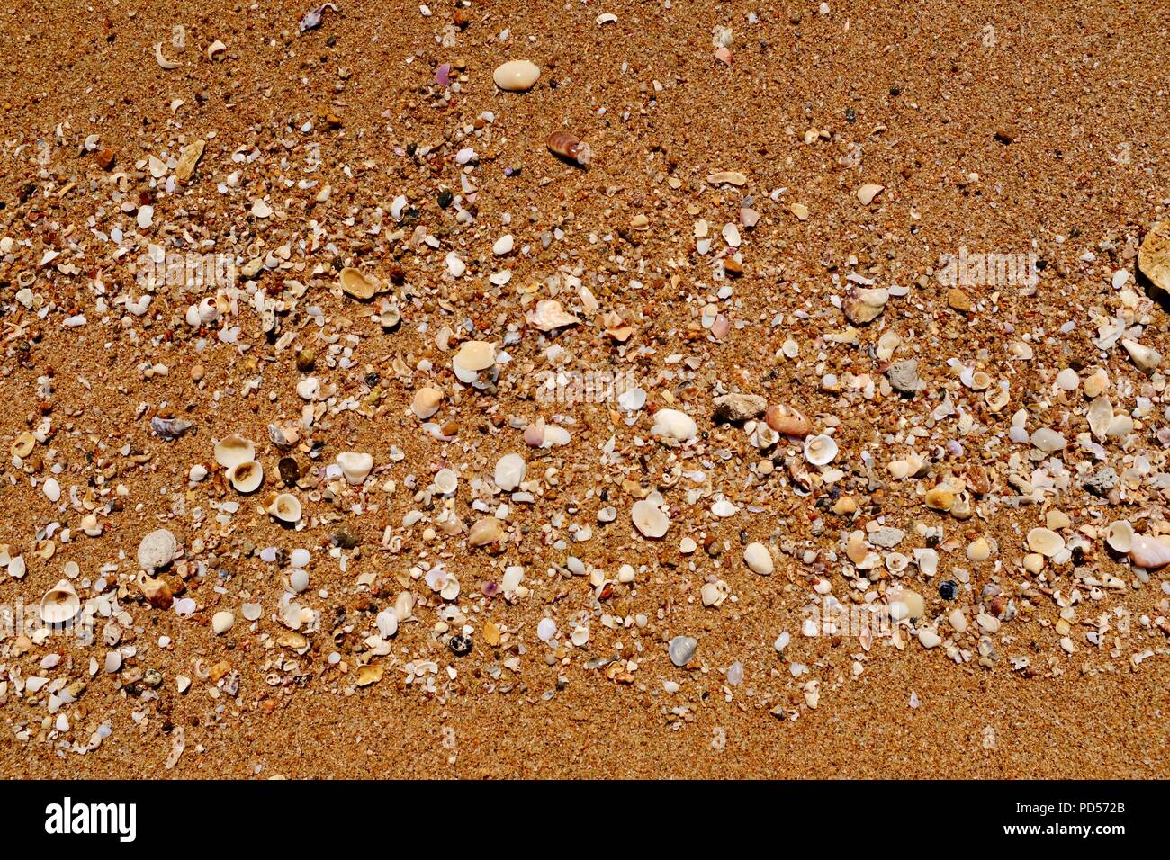 Shells on top of sand on an Australian beach, Toomulla QLD, Australia ...