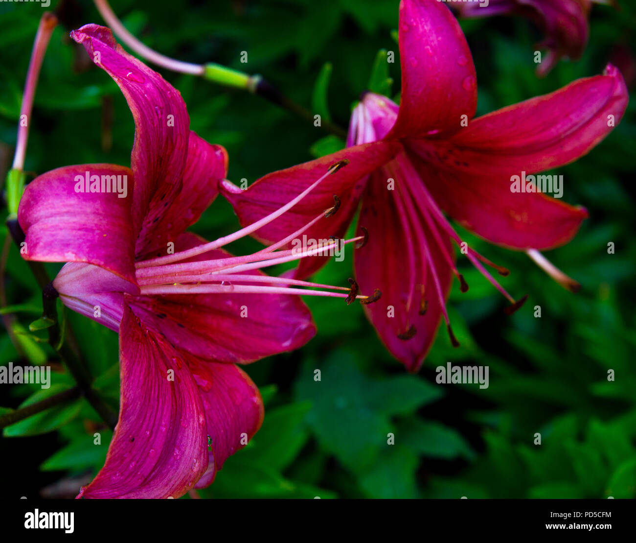 The red lilies in the summer garden Stock Photo