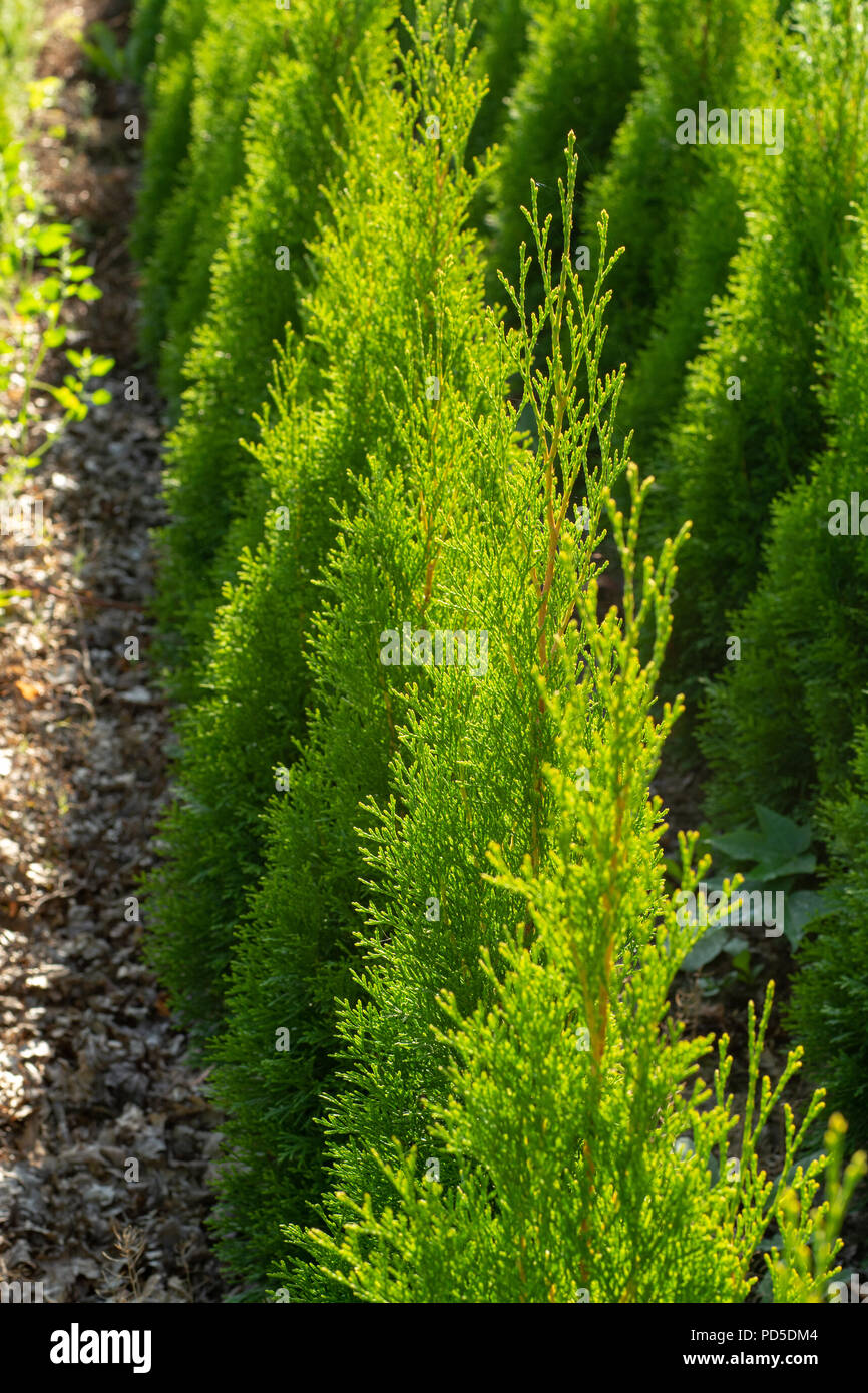Green thuja coniferous decoration oriental plants growing on plantations in Netherlands, small Christmas tree Stock Photo