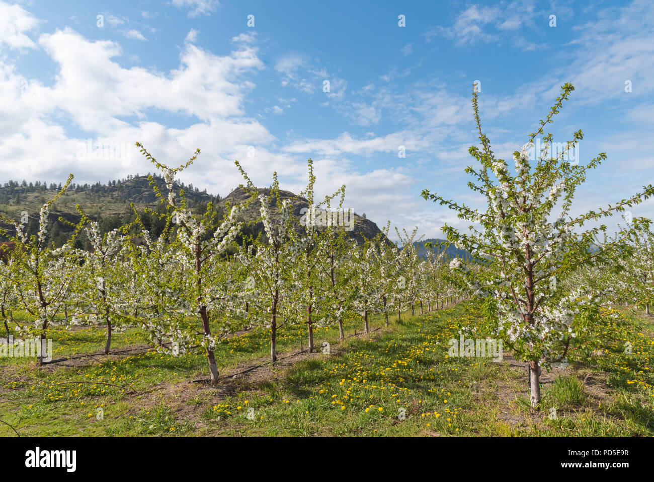 Rows of blooming apple trees in orchard with mountains and blue sky in background Stock Photo