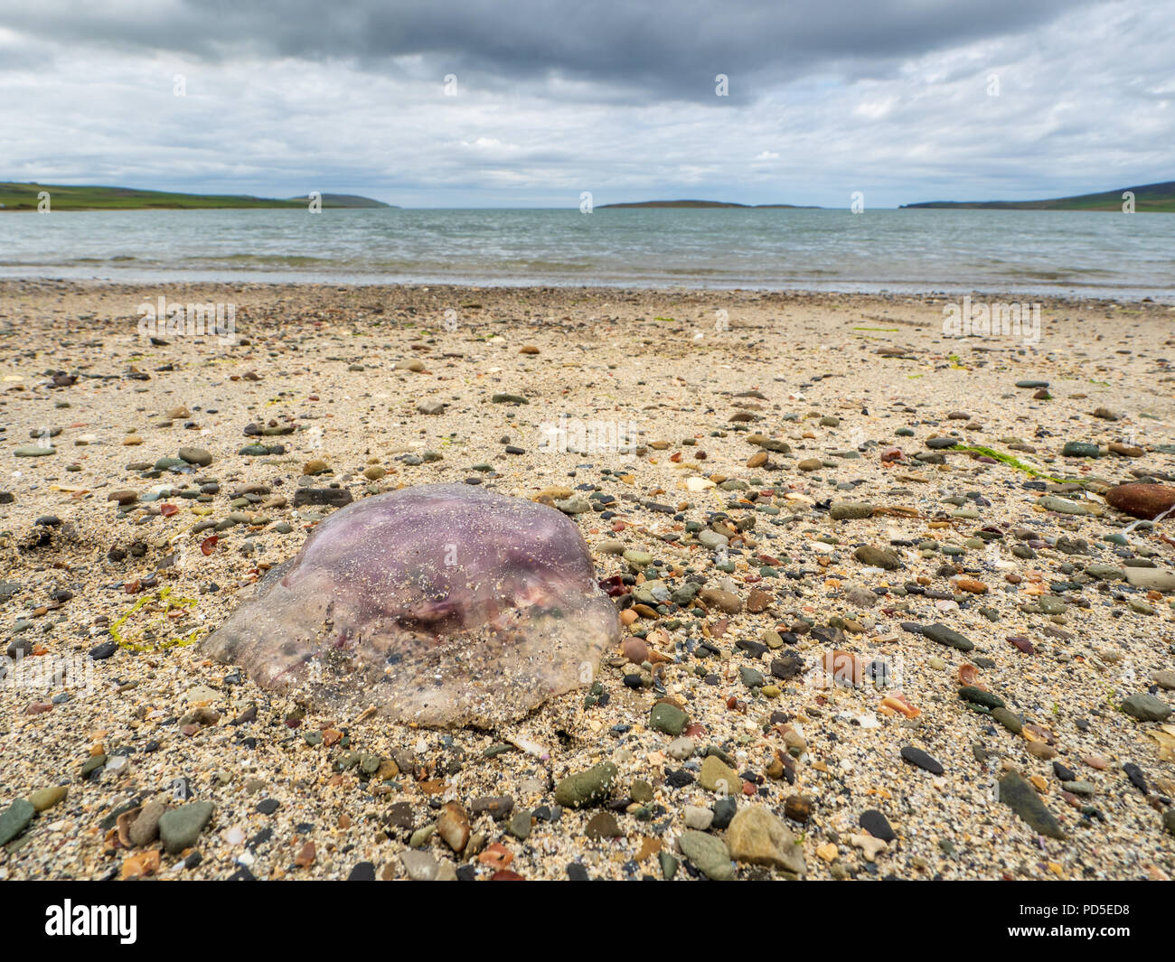 Washed up Jellyfish on Evie Sands, Orkney. Stock Photo