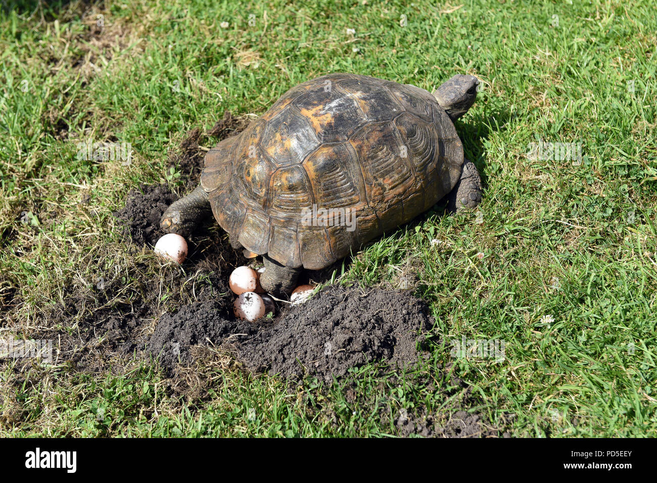 Pet tortoise laying her eggs on garden lawn in England Uk Stock Photo