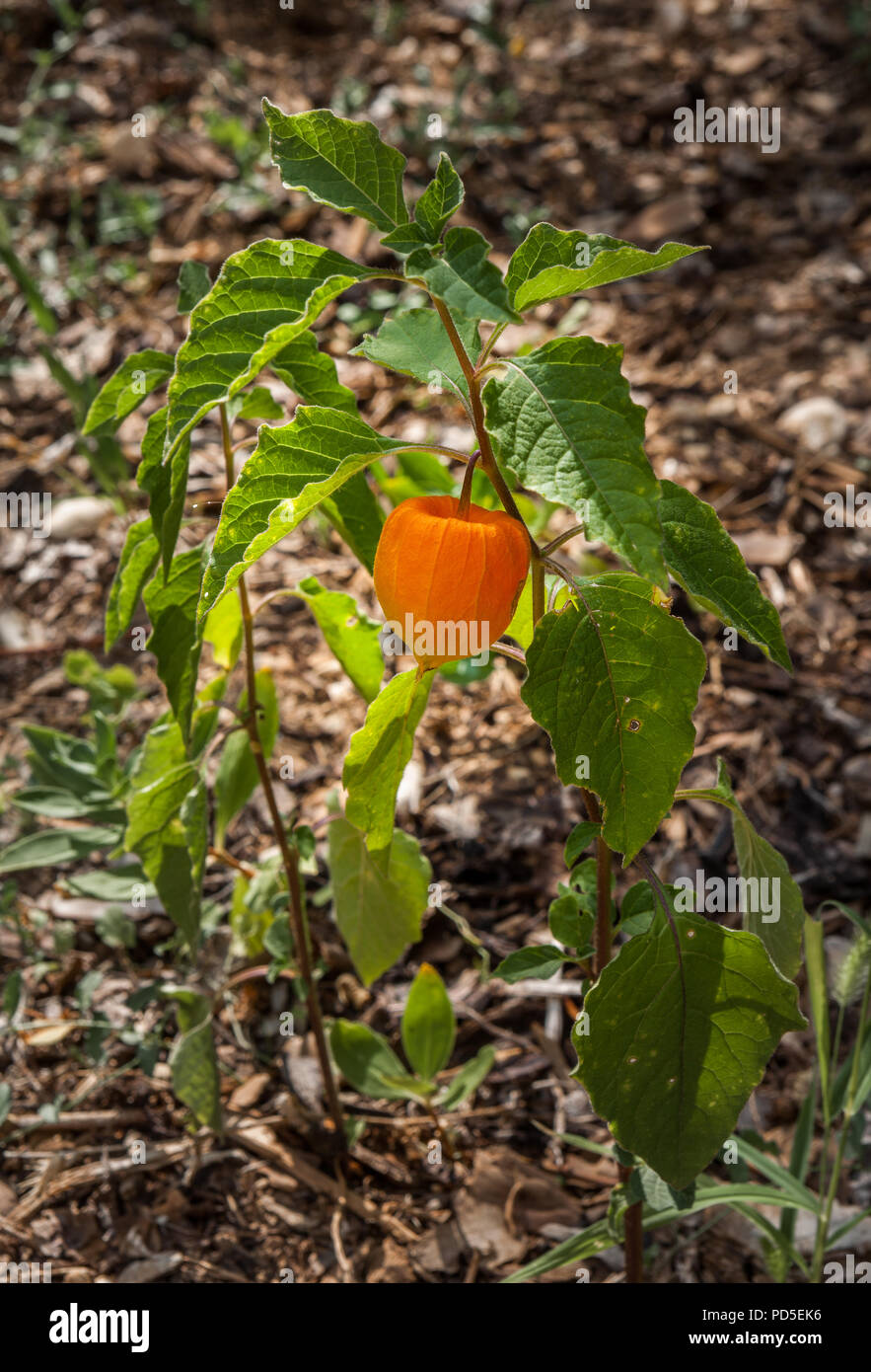 Orange fruit of Chinese-lantern, Physalis alkekengi L. Abruzzo, Italy,  Europe Stock Photo - Alamy