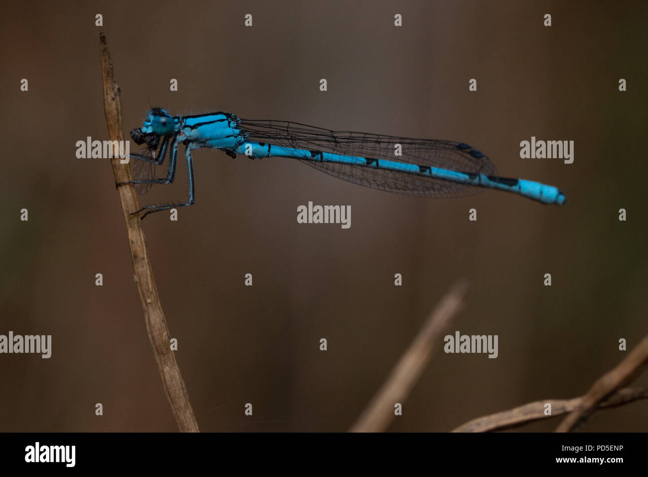 Damsel fly on a twig eating a fly Stock Photo