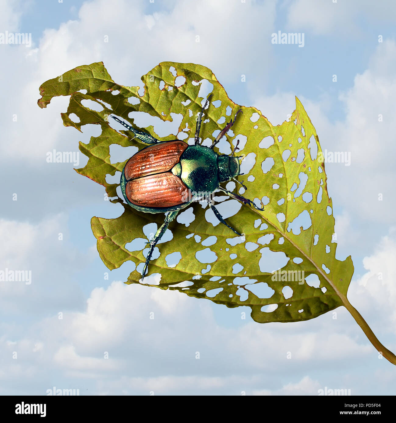 Japanese beetle damage as an infestation of an invasive species insect