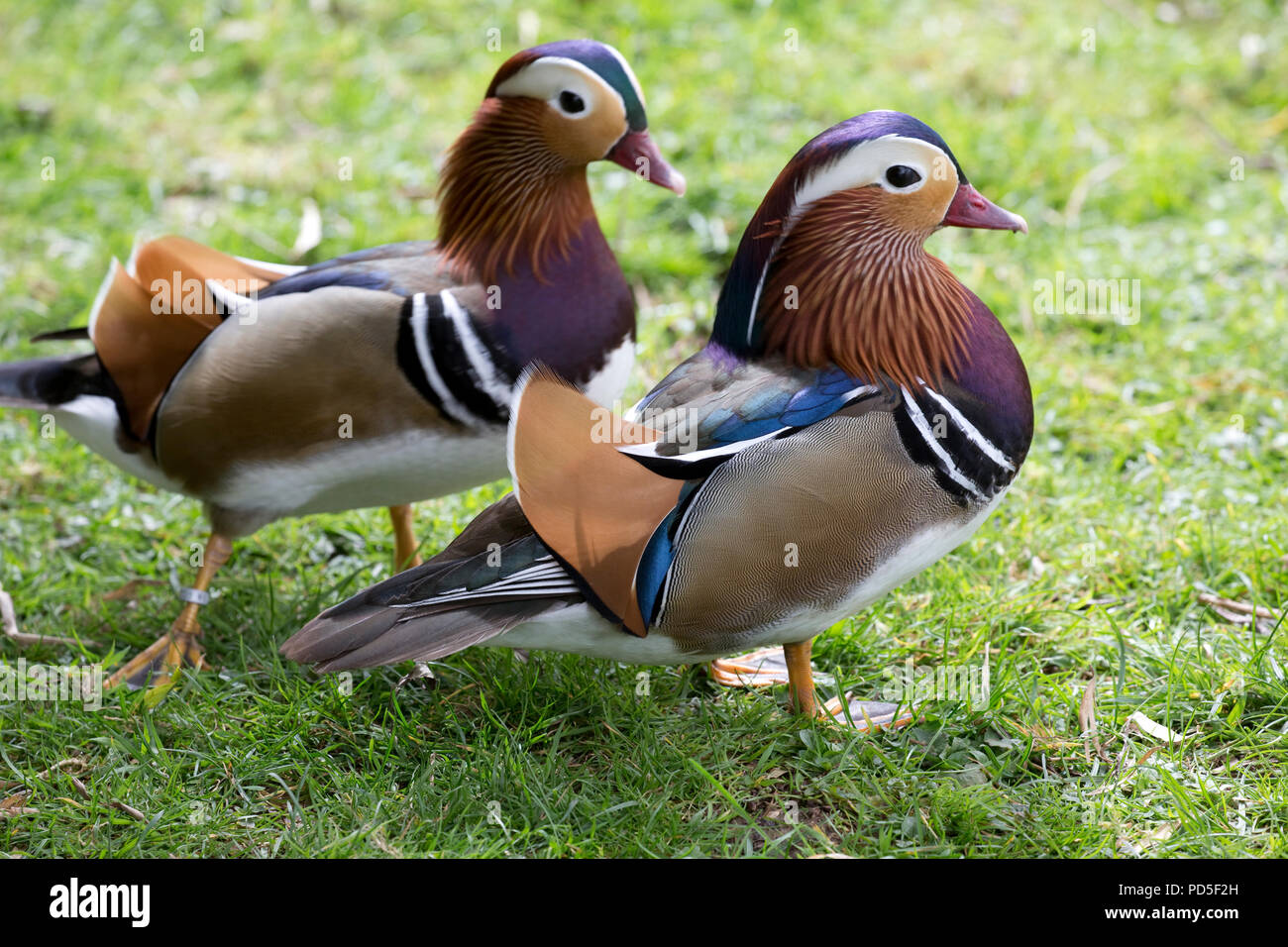 Mandarin ducks Stock Photo