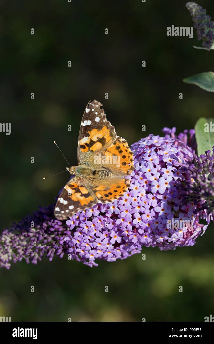 Painted lady butterfly on Buddleia flower Stock Photo