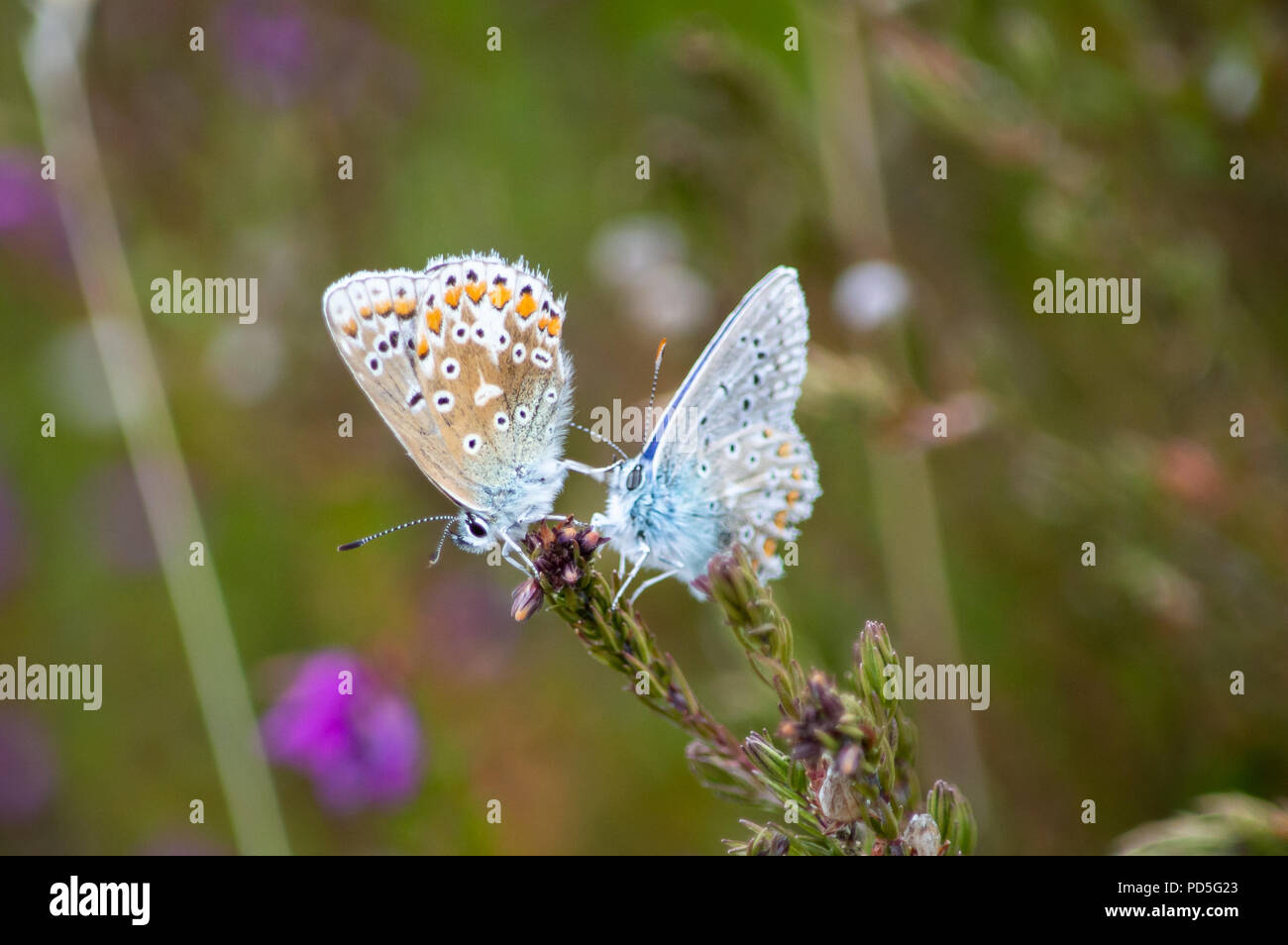 Common Blue female butterfly kicking her legs in the face of a male Stock Photo