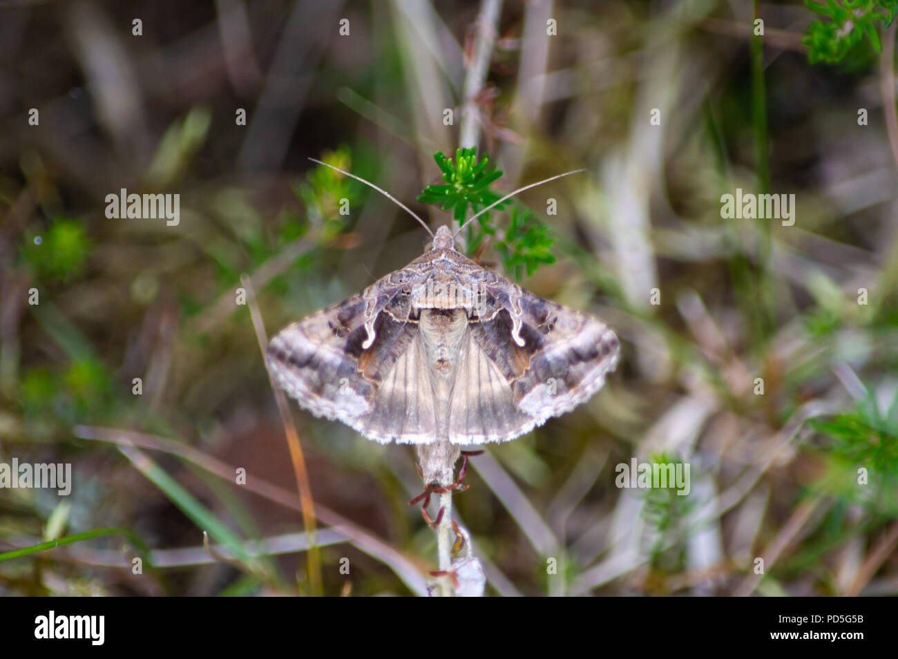 Vibrating wings hi-res stock photography and images - Alamy