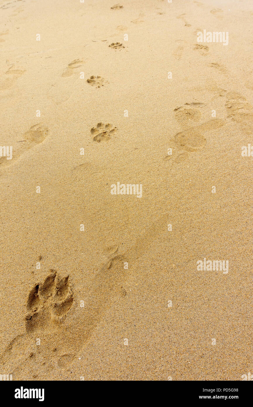 Human dog footprints on beach hi-res stock photography and images - Alamy