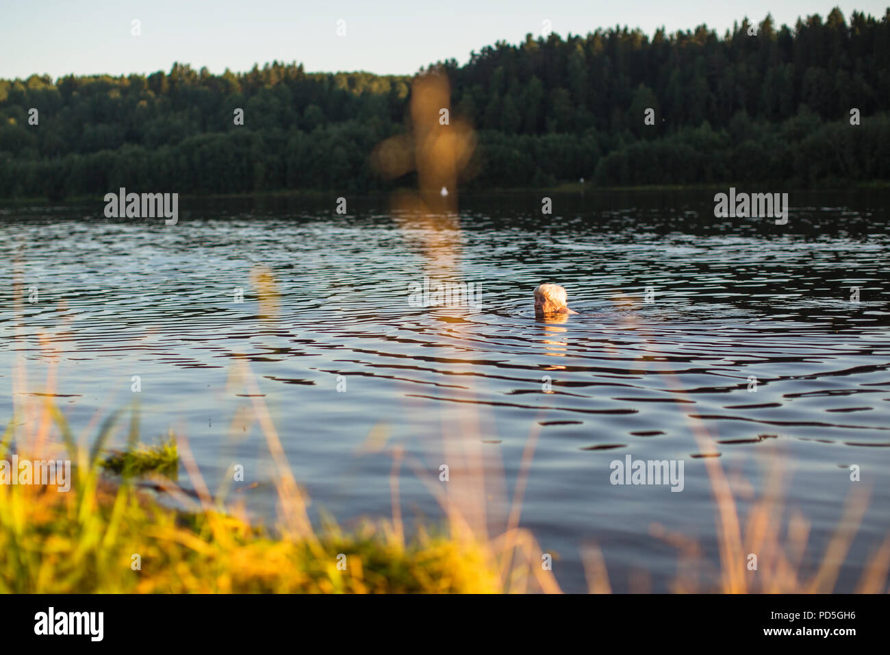 Elderly woman swimming in the river at sunset. Stock Photo