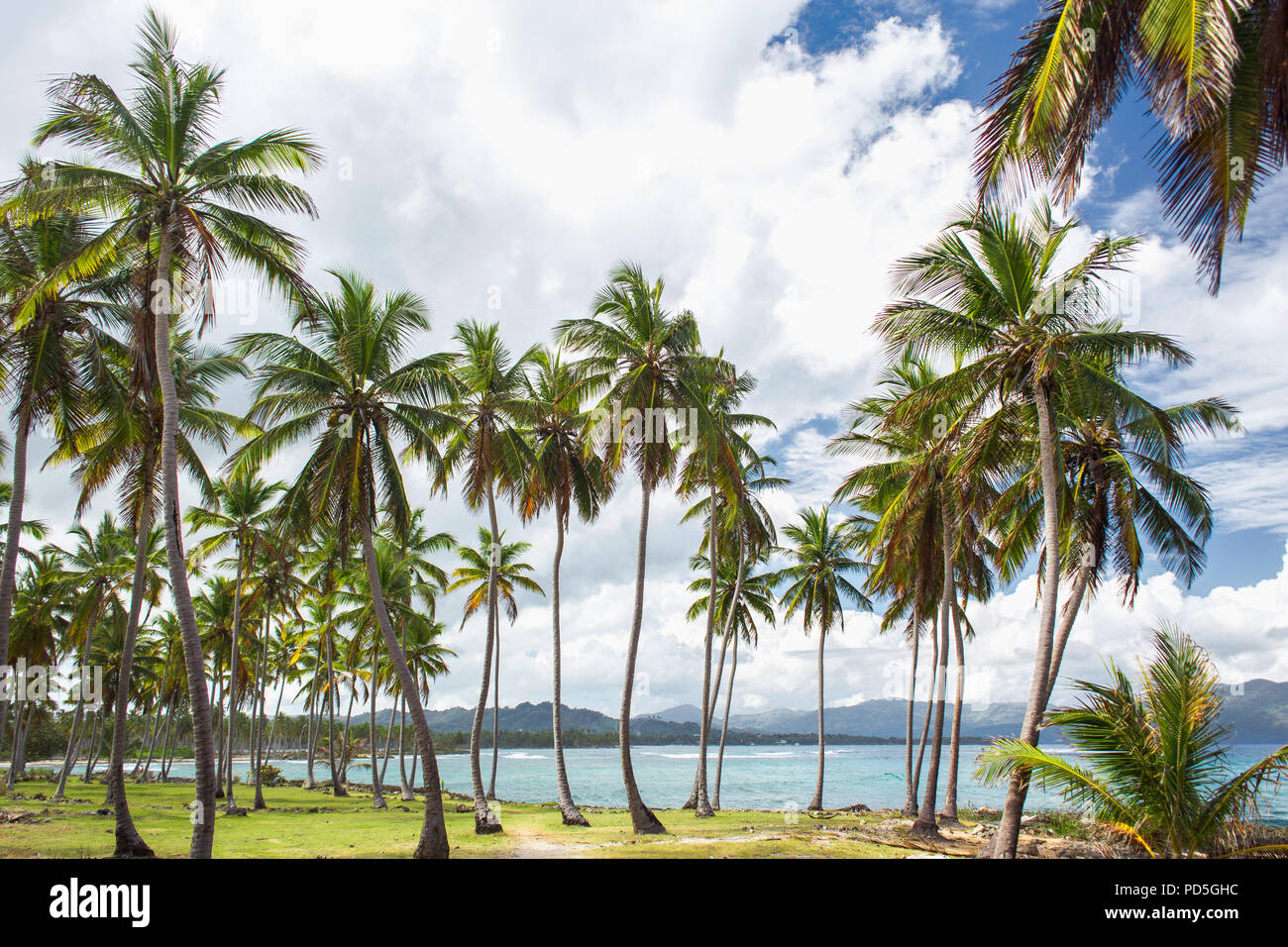 High palm trees on the ocean coast. Vacation concept. Samana, Dominican Republic Stock Photo