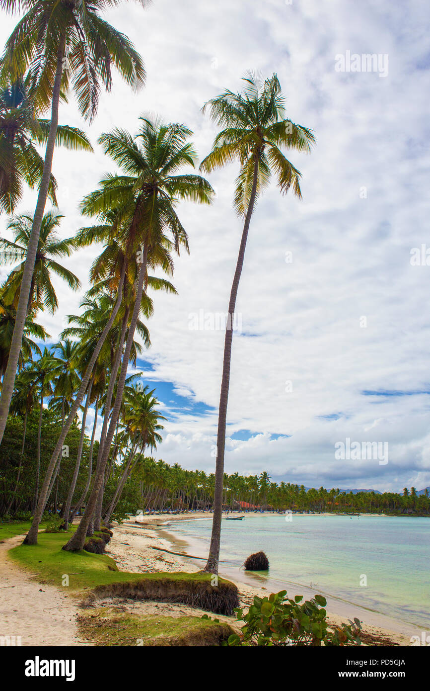 Tropical beach ladscape with high coconut palm trees. Dominican