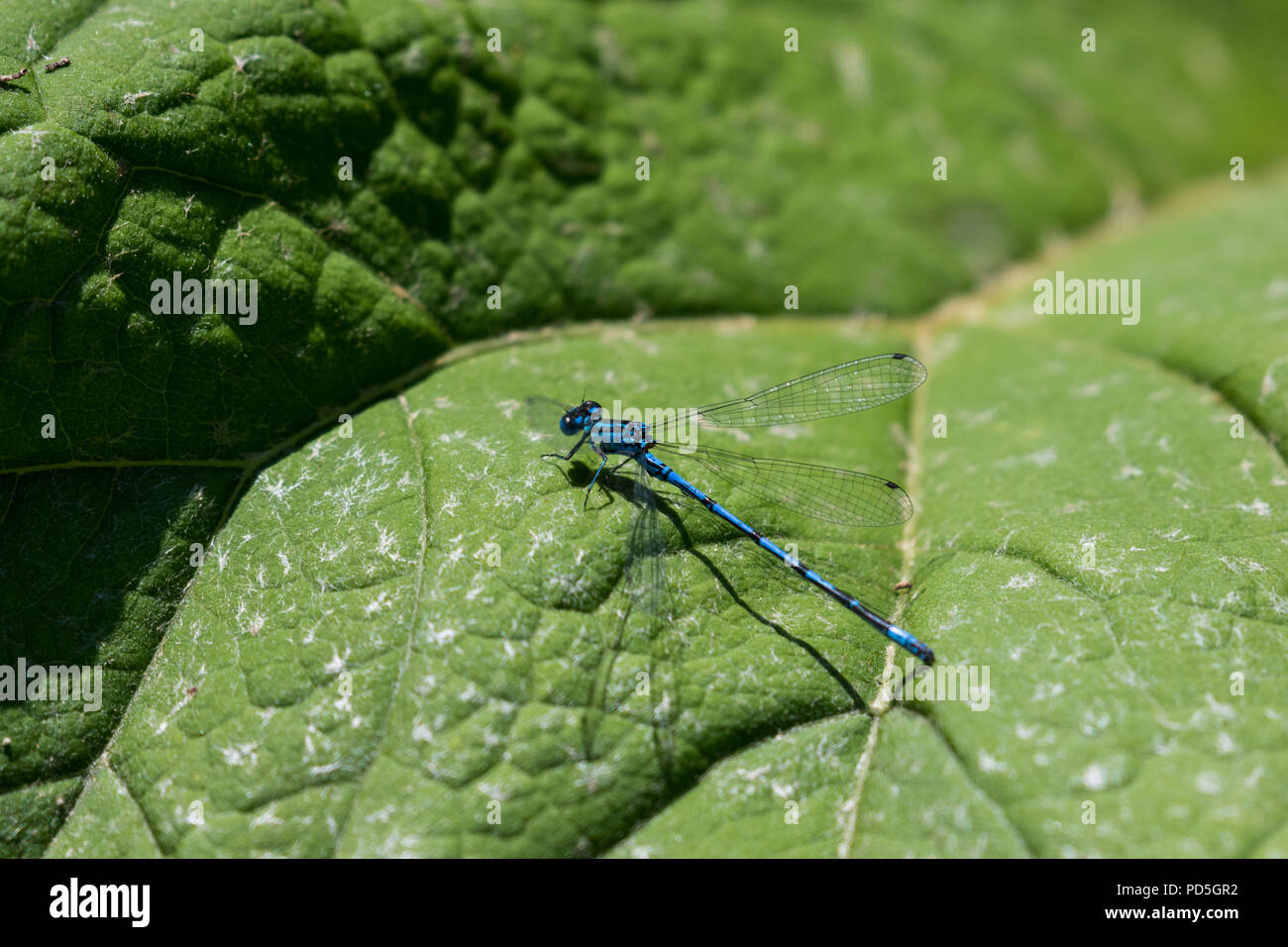 Common Blue Damselfly (Enallagma cyathigerum) on a green leaf, Lagan ...